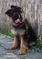 /album/a7-weeks/stenka-b-vrh-105-jpg/